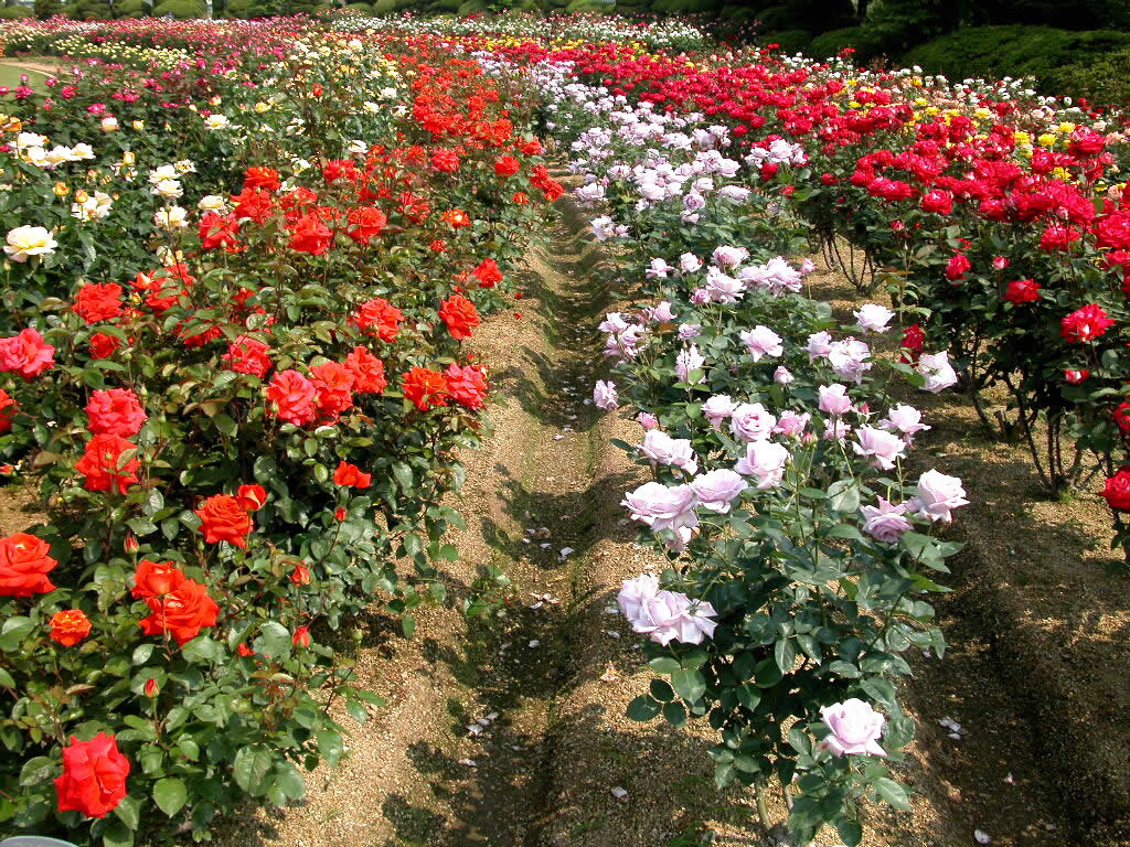 Top ảnh vườn hoa đẹp và nổi tiếng trên thế giới