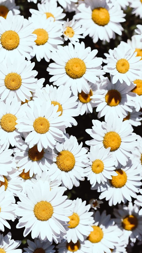 Hình nền  1600x1200 px Hoa cúc Bầu trời những bông hoa màu trắng  1600x1200  CoolWallpapers  663612  Hình nền đẹp hd  WallHere