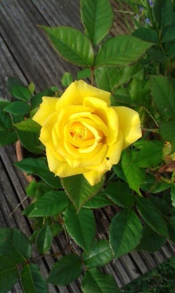 ảnh bông hồng vàng đẹp trồng trong chậu