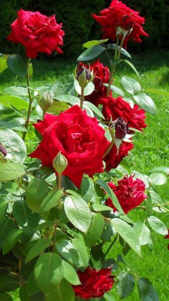 ảnh hoa hồng đỏ đẹp tự nhiên