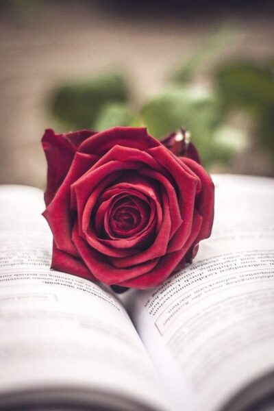 ảnh hoa hồng nhung trên sách
