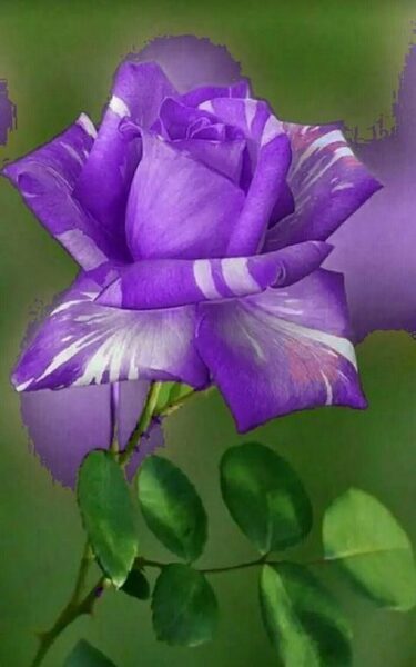 ảnh hoa hồng tím đẹp tự nhiên