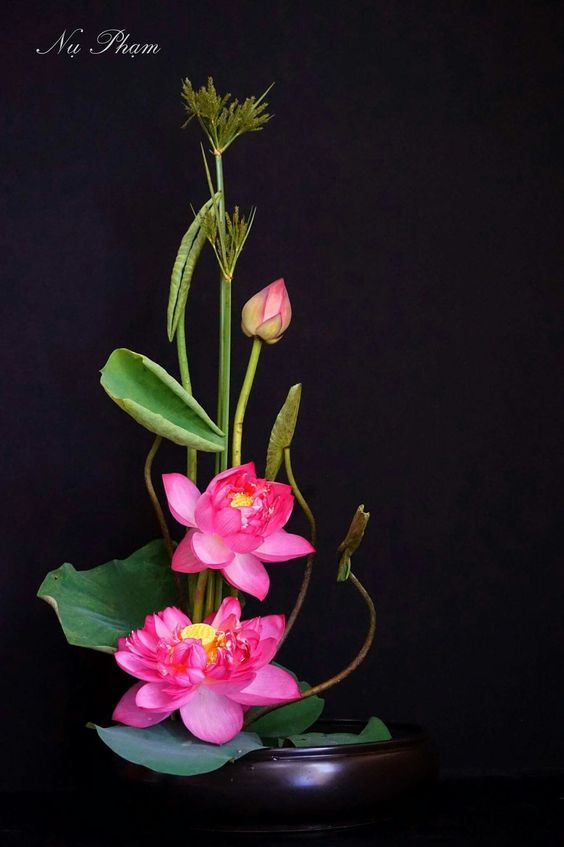Ảnh hoa sen là một tác phẩm nghệ thuật tuyệt vời, thể hiện sự thanh lịch và tinh tế của tác giả. Khám phá những chi tiết tuyệt đẹp của loài hoa sẽ làm cho bạn say mê.