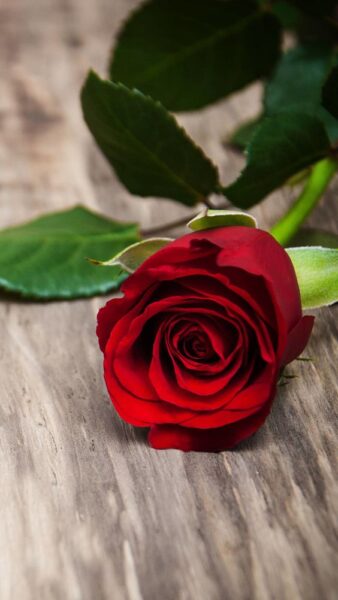 hình ảnh bông hoa hồng đỏ đẹp