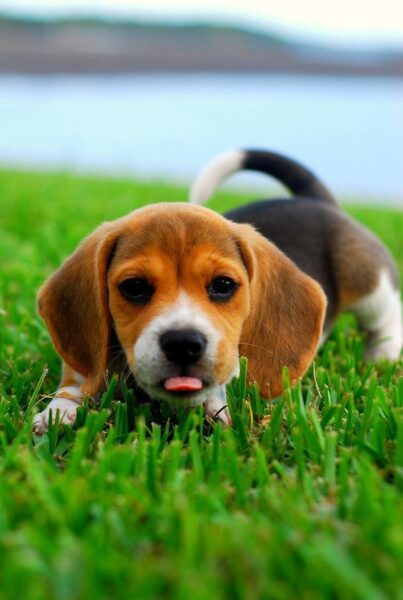 hình ảnh chó con nô đùa tinh nghịch trên thảm cỏ