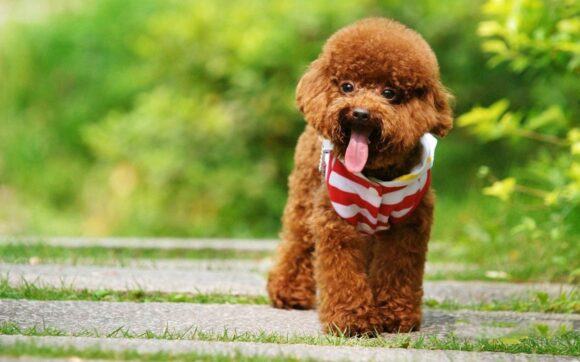 hình ảnh con chó dễ thương cute nhất thế giới