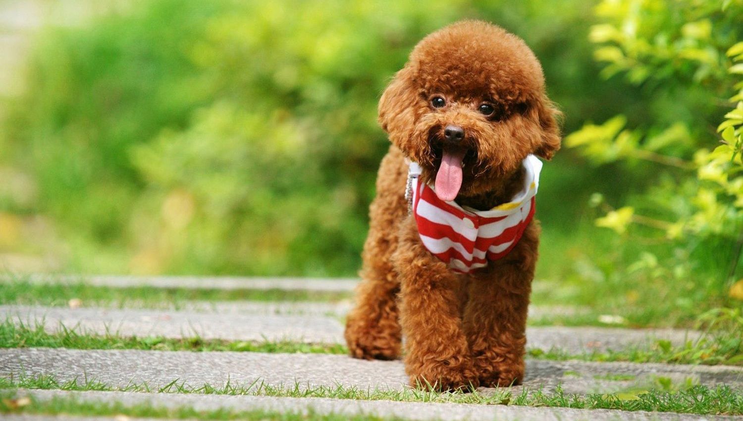 Top những hình ảnh con chó dễ thương, cute nhất thế giới