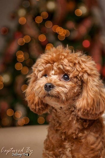 Chó poodle là giống chó tuyệt vời với bộ lông xoăn và đặc biệt. Hãy xem ảnh để thấy cách mà bộ lông đặc trưng của chó poodle tạo nên vẻ đáng yêu đặc biệt cho chúng.