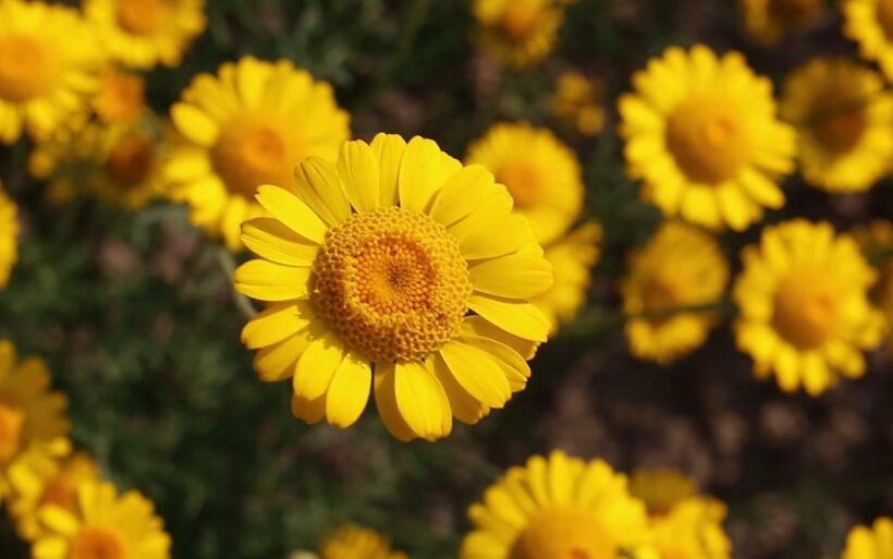 hình ảnh hoa cúc vàng mùa thu