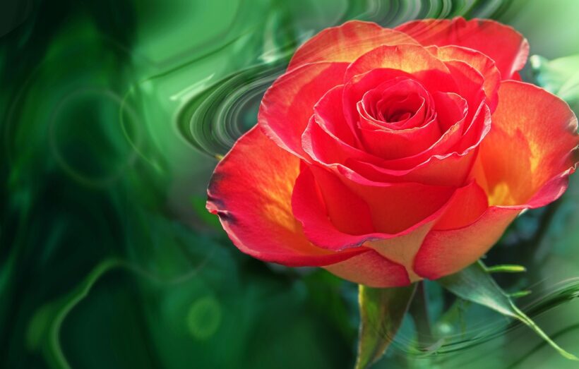hình ảnh hoa hồng 3D đẹp nhất