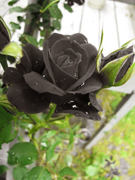 hình ảnh hoa hồng đen đẹp huyền bí