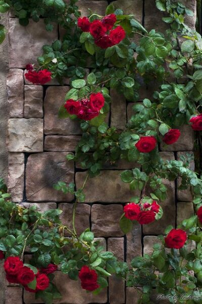 hình ảnh hoa hồng leo màu đỏ đẹp nhất