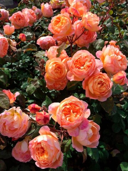 hình ảnh hoa hồng ngoại màu cam đẹp nhất