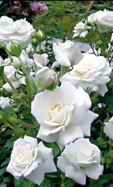 hình ảnh hoa hồng trắng đẹp tự nhiên