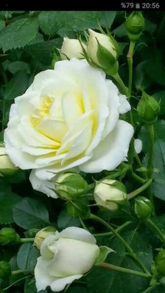 hình ảnh hoa hồng trắng tinh khôi