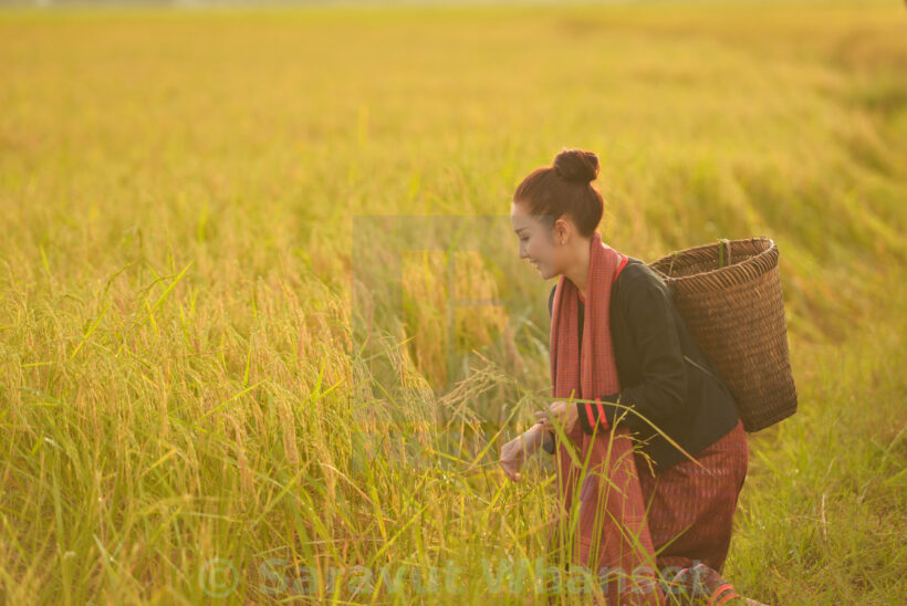 hình ảnh quê hương tươi đẹp với người con gái đi gặt mùa lúa chín