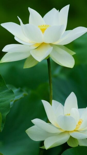 Những bức ảnh hoa sen trắng đẹp nhất