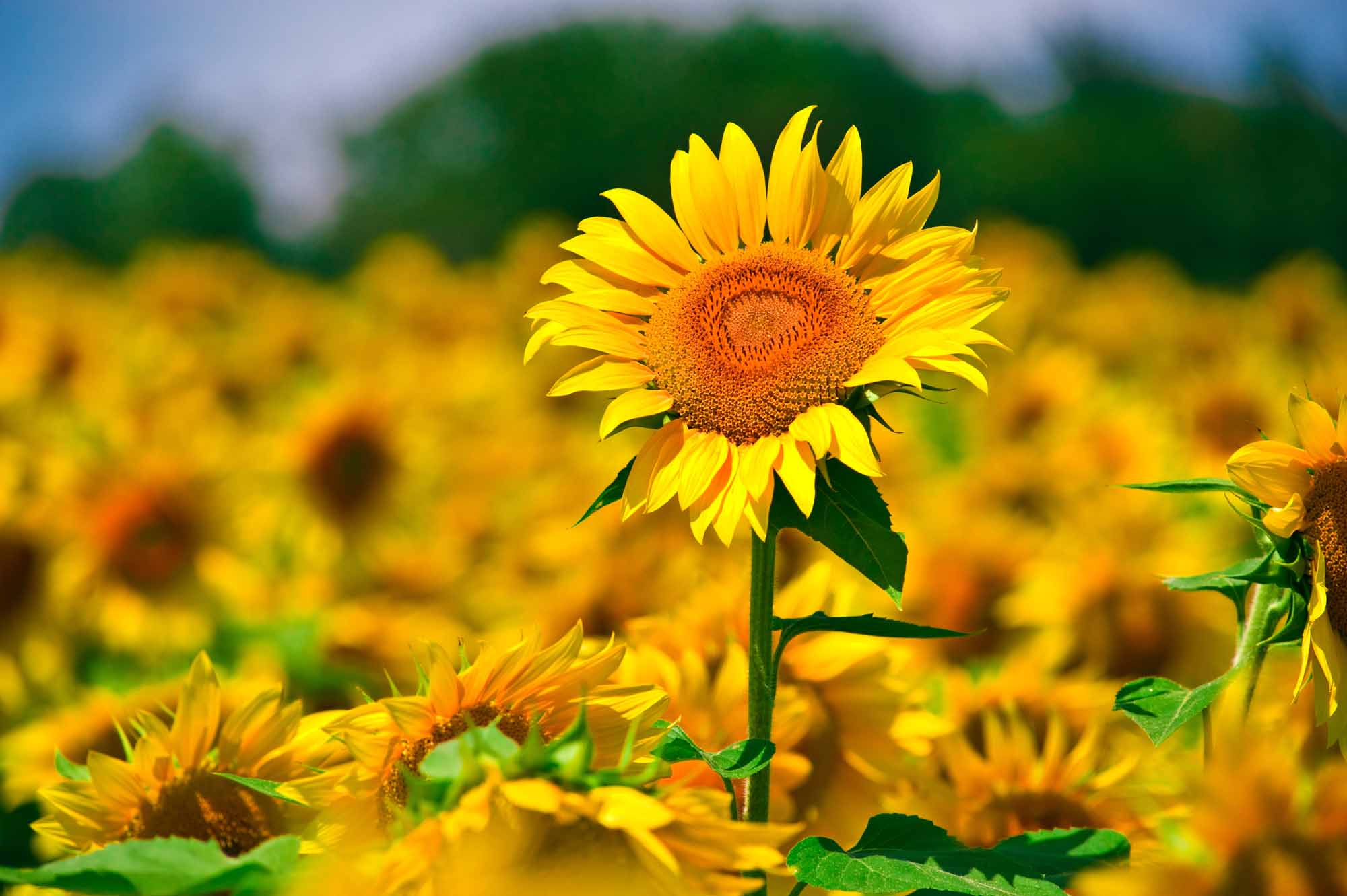 25 Hình nền hoa hướng dương đẹp nhất thế giới Hà Nội Spirit Of Place