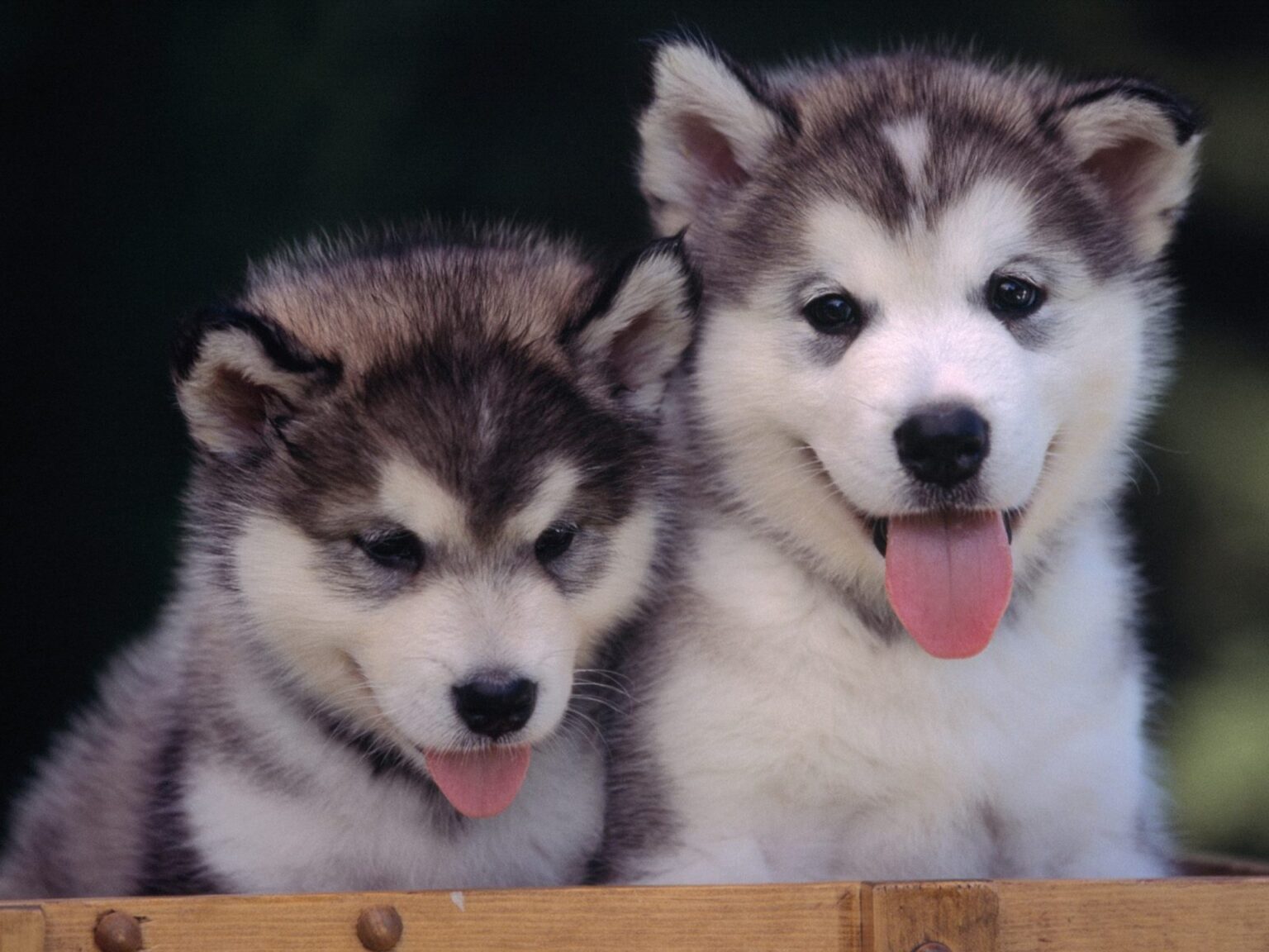 Top những hình ảnh con chó dễ thương, cute nhất thế giới