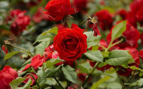 Tải hình ảnh những bông hoa hồng đẹp tự nhiên và lãng mạn nhất thế giới