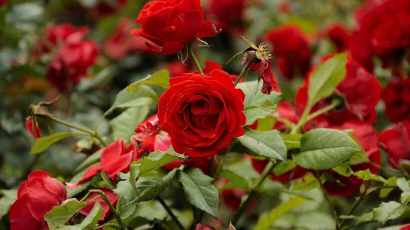 Tải hình ảnh những bông hoa hồng đẹp tự nhiên và lãng mạn nhất thế giới