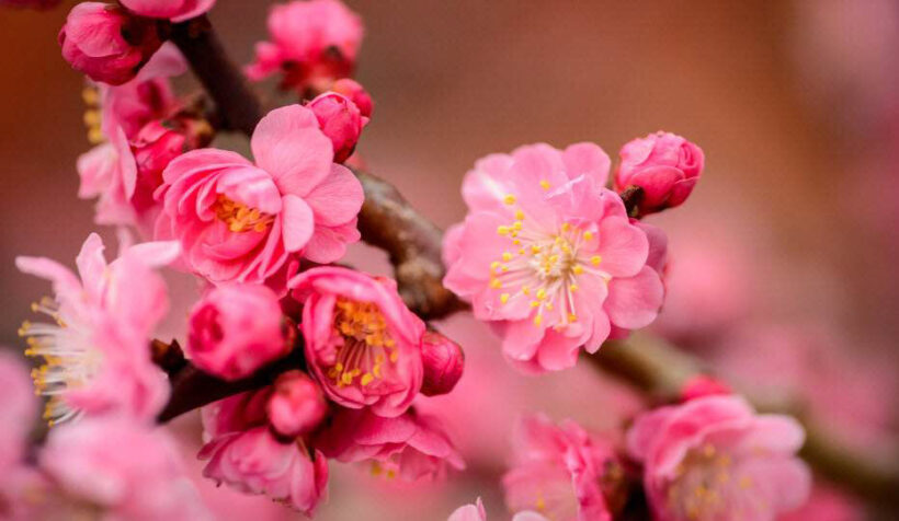 hình ảnh hoa đào mùa xuân tết đẹp nhất
