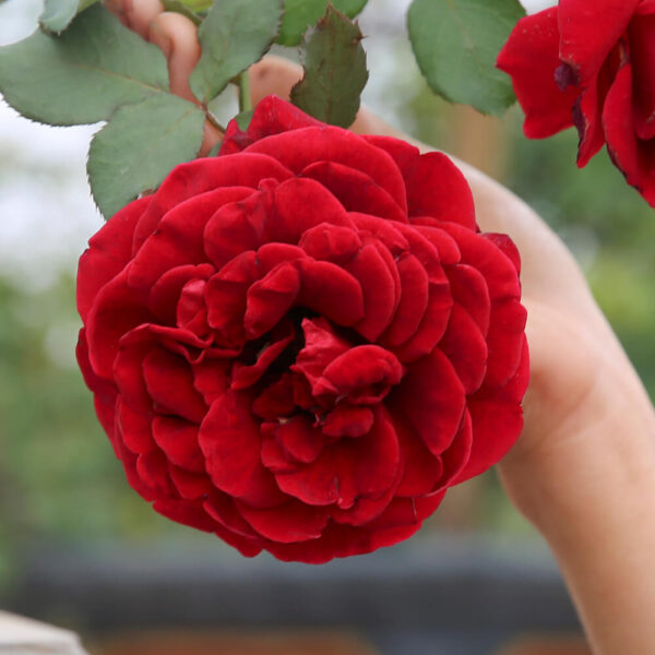 hoa hồng đỏ cổ hải phòng