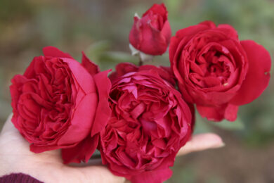 hoa hồng đổ mộng vy red eden
