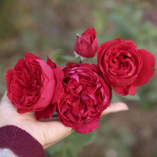 hoa hồng đổ mộng vy red eden