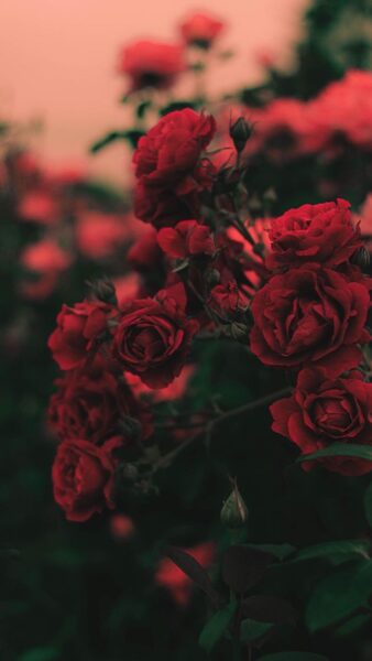 Hoa hồng nhung đỏ