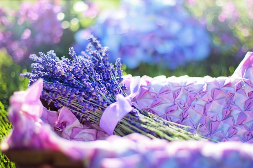 Ảnh bó hoa lavender đẹp nhất