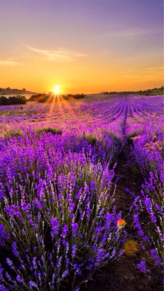 Ảnh cánh đồng hoa lavender dưới ánh hoàng hôn