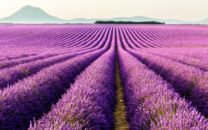 Ảnh cánh đồng hoa lavender trải dài bất tận