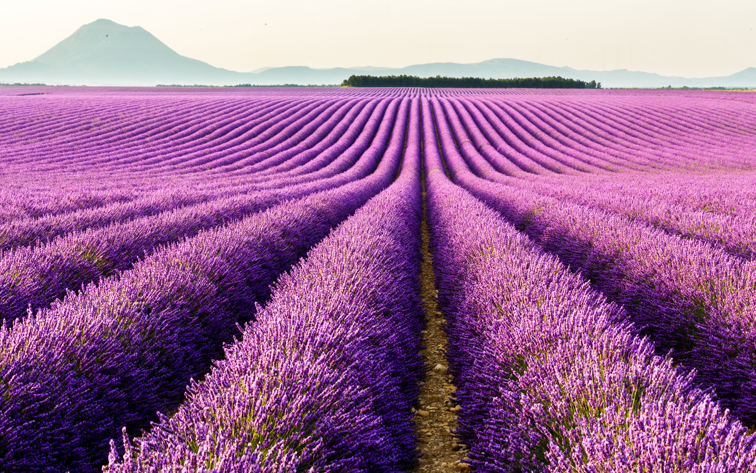 Chi tiết hơn 68 về hình nền lavender  Du học Akina