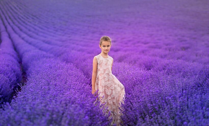 Ảnh cánh đồng hoa lavender và bé gái