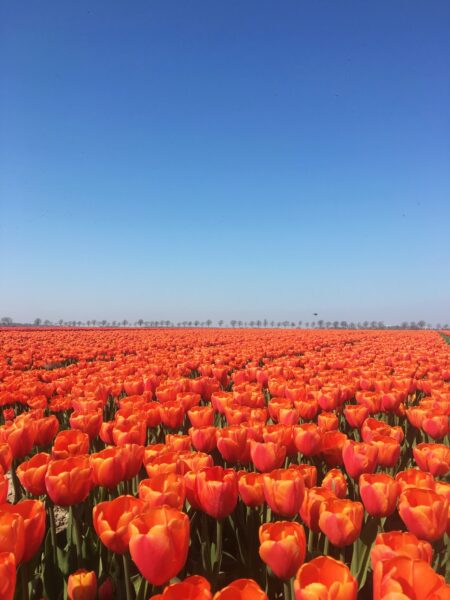 Ảnh cánh đồng hoa tulip đẹp rực rỡ