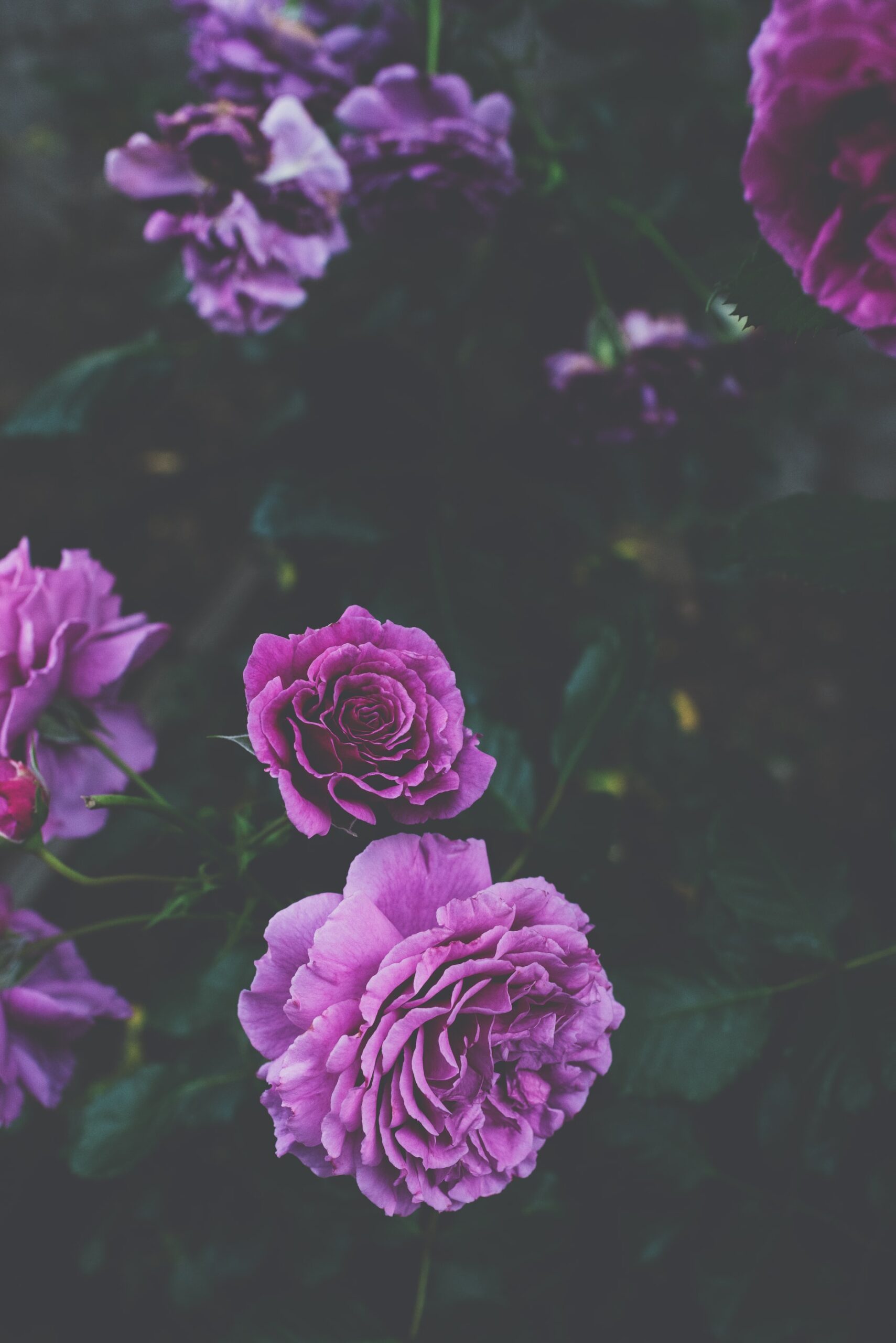 Hoa hồng tím là biểu tượng của sự lãng mạn và tình yêu. Hãy cùng trải nghiệm cảm giác lãng mạn bằng hình ảnh những cánh hoa hồng tím đầy quyến rũ. Điều đó chắc chắn sẽ khiến bạn trầm trồ và không thể rời mắt.