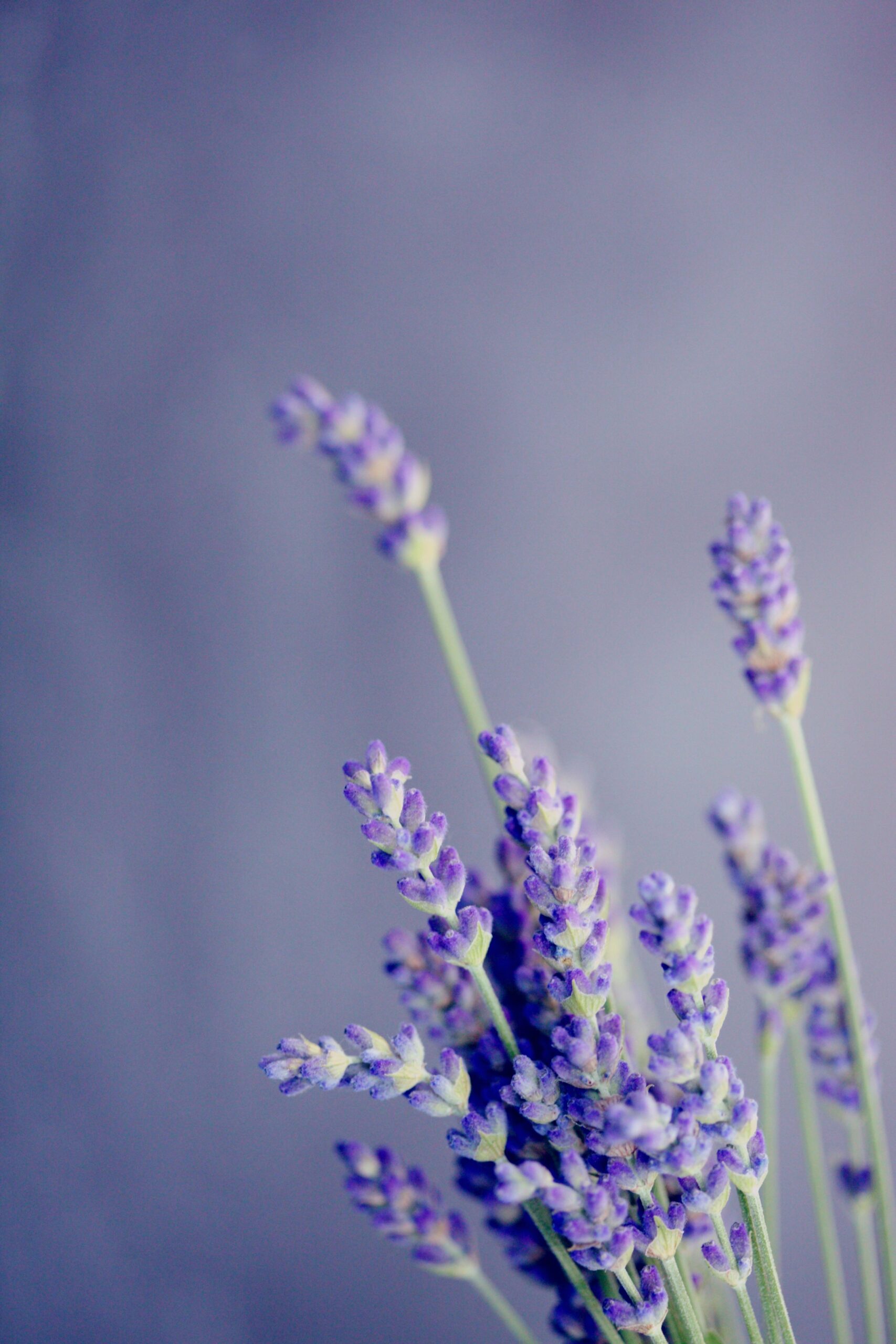 Hoa Lavender, Oải Hương: Tận hưởng giây phút thư giãn với những hình ảnh đẹp nhất về hoa Lavender, oải hương - những cánh hoa tím lung linh đến từ vùng đất trời Âu.