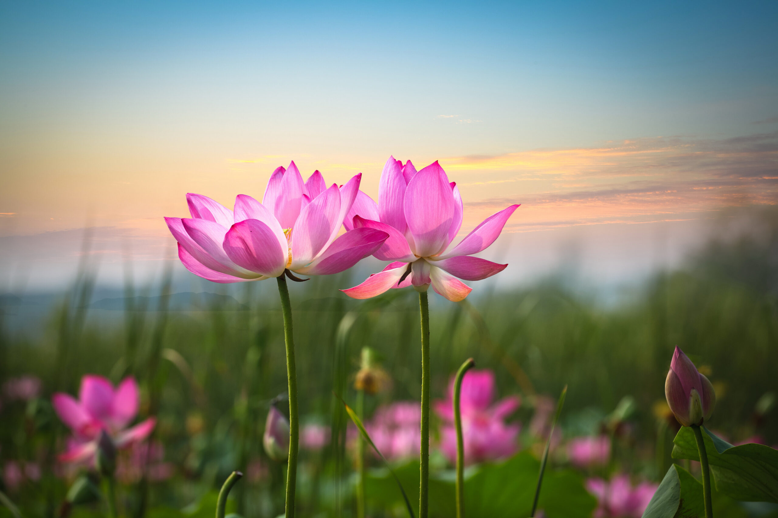 Hình Nền Hoa Sen Nền, HD và Nền Cờ đẹp biểu ngữ hoa sen để Tải Xuống Miễn  Phí - Lovepik