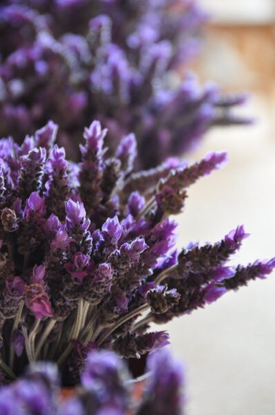 Ảnh nền hoa lavender cực đẹp