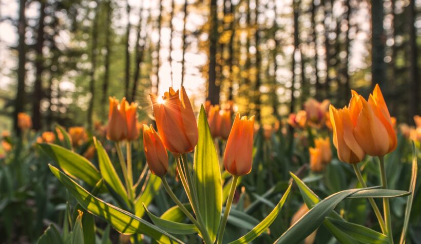 Ảnh nền hoa tulip đẹp nhất thế giới