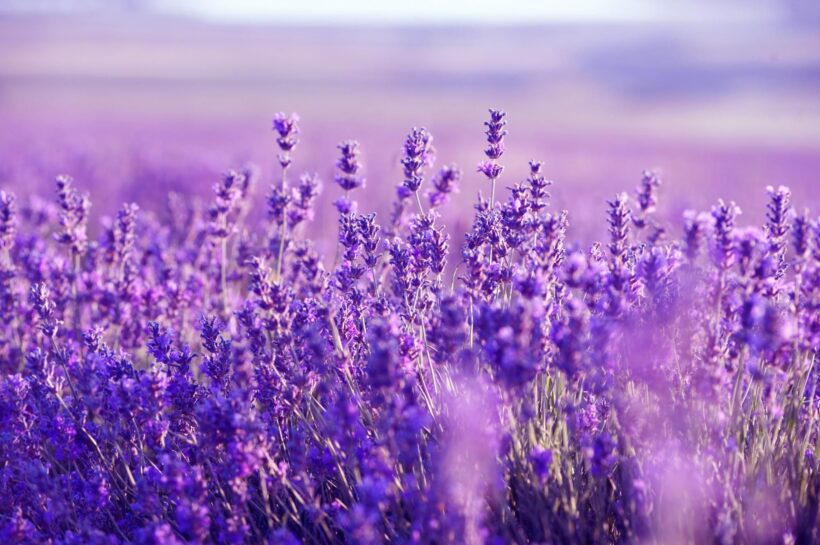 Ảnh những bông hoa lavender tím đẹp rực rỡ nhất