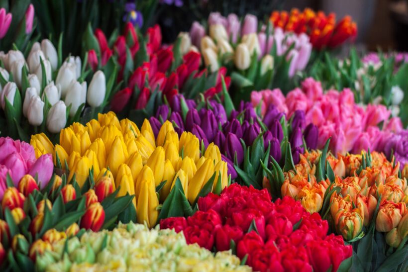 ảnh tổng hợp sắc hoa tulip