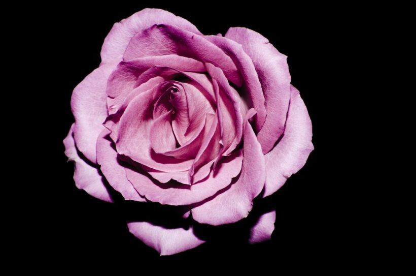 Bông hoa hồng tím đẹp