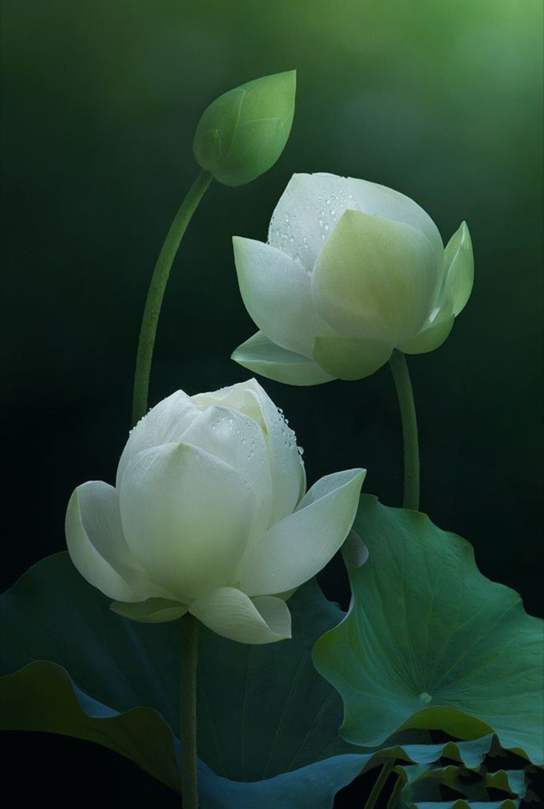 Chi tiết với hơn 111 hình nền hoa sen xanh mới nhất - thdonghoadian