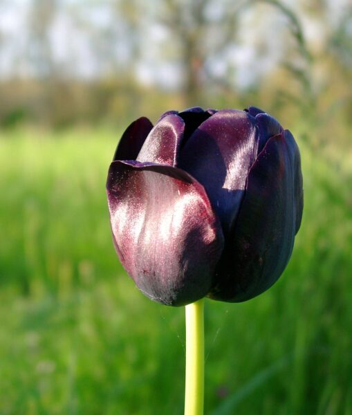 Hình ảnh bông hoa tulip màu đen