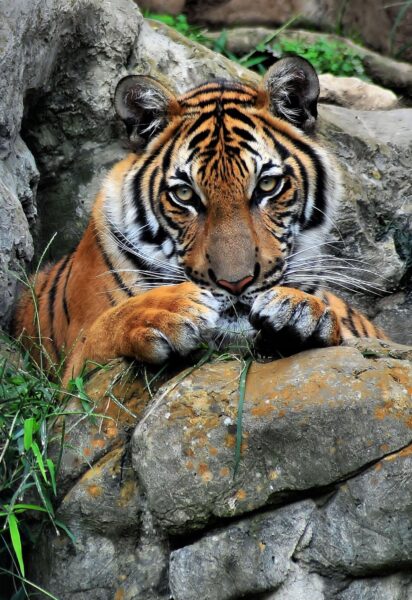 hình ảnh con hổ 3d