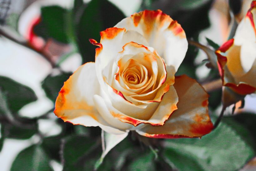 Hình ảnh hoa hồng đẹp độc lạ
