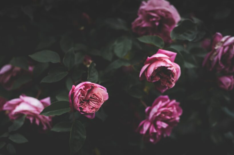 Hình ảnh hoa hồng tím đẹp mê hồn