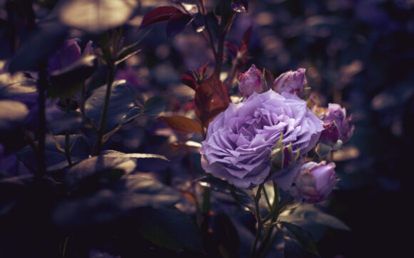 hình ảnh hoa hồng tím đẹp nhất